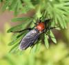 227953 – Photo : V. Sendat – France (34)